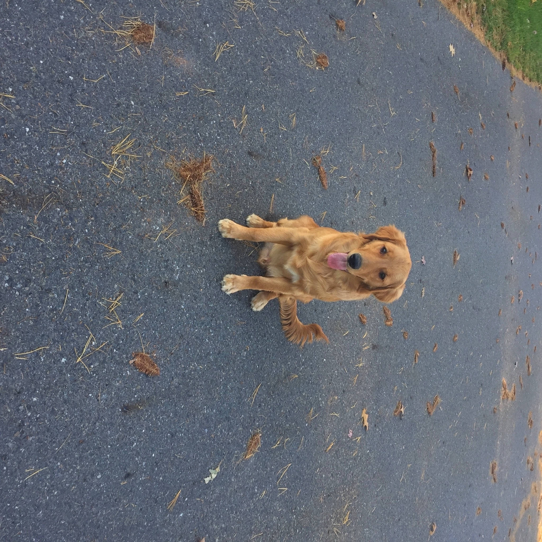 Arlo is registered to the contest to win money with this photo: asphalt, canidae, carnivore, companion_dog, dog, dog_breed, fawn, non_sporting_group, snout, sporting_group, tar