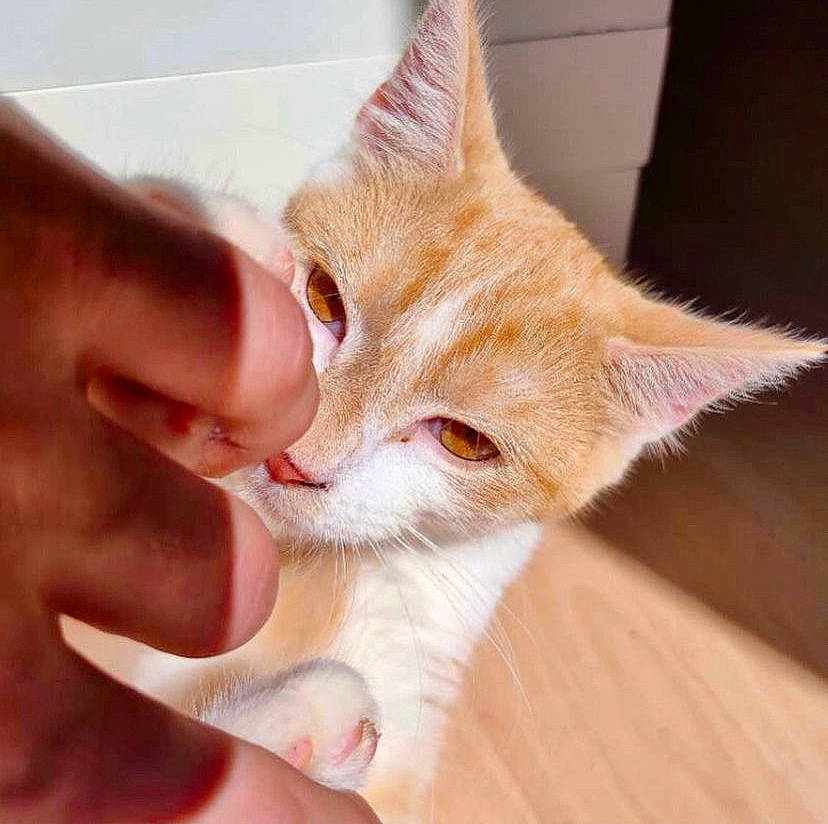 Nala a rejoint le concours — aidez-le/la à gagner de superbes lots ! carnivore, cat, claw, comfort, domestic_short_haired_cat, ear, fawn, felidae, finger, fur, gesture, hand, nail, small_to_medium_sized_cats, snout, tail, thumb, whiskers, window, wood