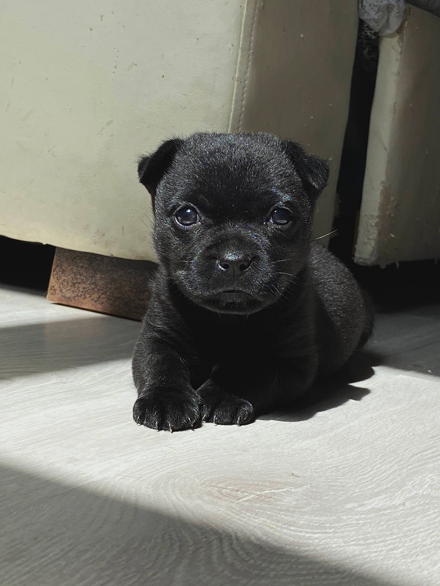 Dixie participe au concours pour gagner de l'argent avec cette photo : canidae, carnivore, companion_dog, dog, dog_breed, eye, fawn, fur, grey, head, paw, pug, snout, sporting_group, tail, terrestrial_animal, toy_dog, whiskers, working_animal, wrinkle