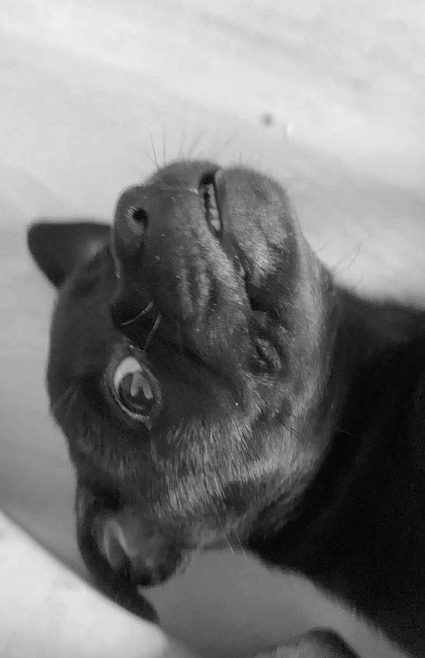 Dixie participe au concours pour gagner de l'argent avec cette photo : carnivore, cat, dog_breed, domestic_short_haired_cat, ear, fawn, felidae, fur, gesture, grey, monochrome, monochrome_photography, paw, sky, small_to_medium_sized_cats, snout, terrestrial_animal, whiskers, working_animal, wrinkle