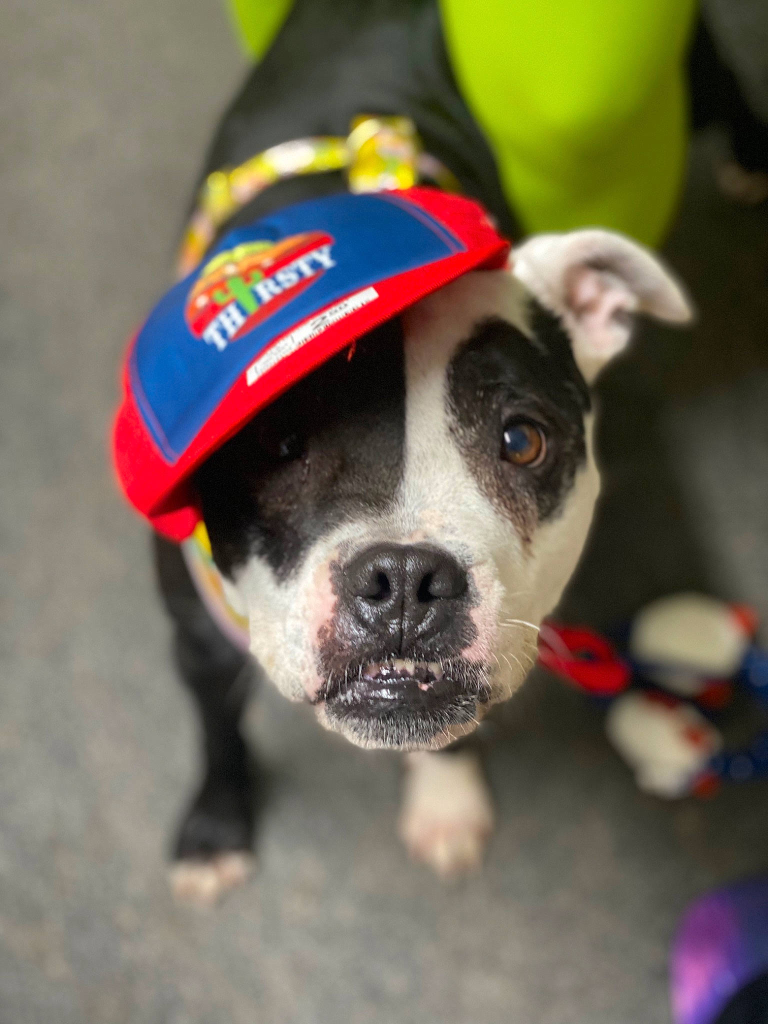 Boofa is registered to the contest to win money with this photo: ball, canidae, carnivore, collar, companion_dog, dog, dog_breed, dog_clothes, dog_collar, dog_supply, fashion_accessory, fawn, fur, leash, personal_protective_equipment, snout, sporting_group, whiskers, working_animal, working_dog