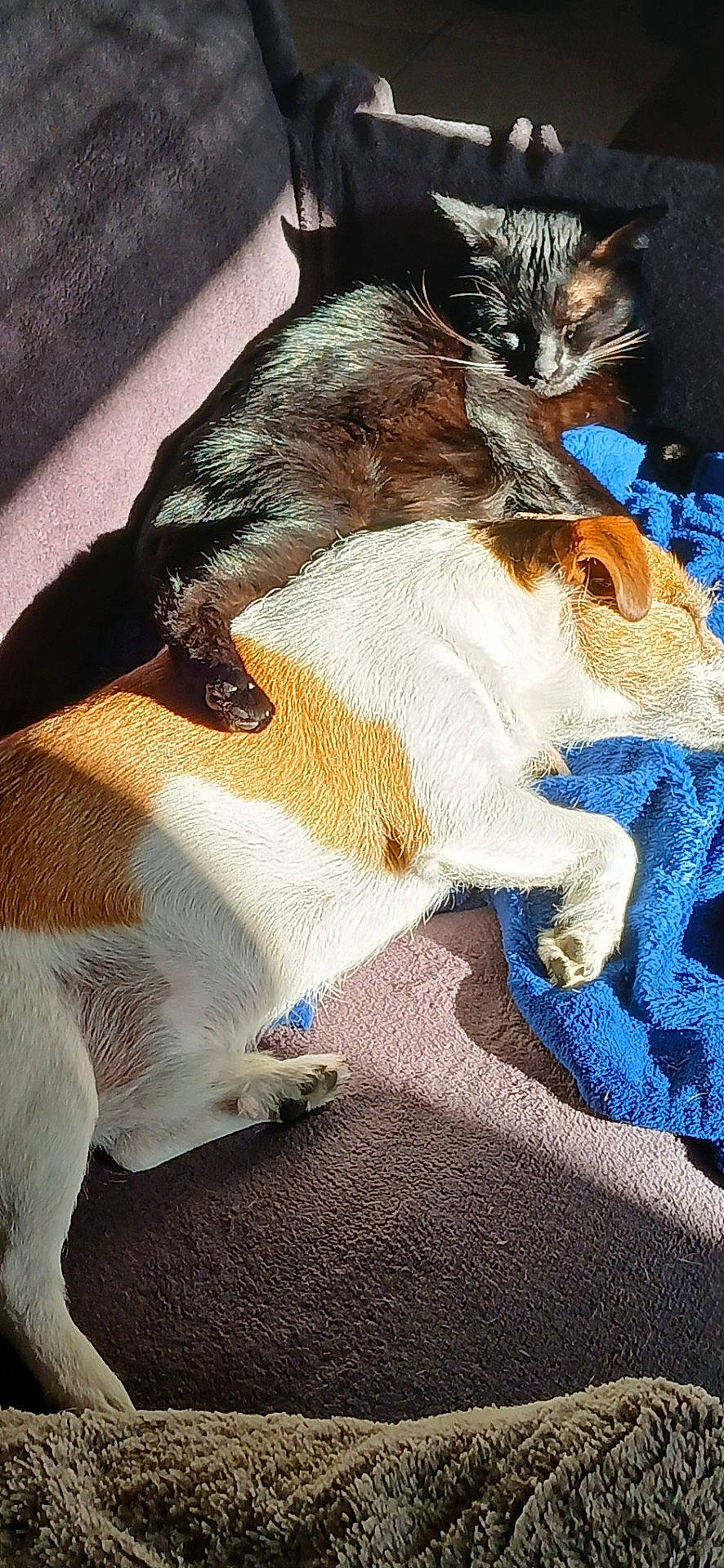 animal, ball, canine, cat, chair, couch, dog, face, furniture, head, homedecor, hound, indoors, person, pet, photography, portrait, puppy, sleeping, sport