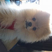 Thor participe au concours pour gagner de l'argent avec cette photo : ancient_dog_breeds, canidae, carnivore, companion_dog, dog, dog_breed, fawn, felidae, fur, german_spitz, german_spitz_klein, german_spitz_mittel, non_sporting_group, small_to_medium_sized_cats, snout, spitz, terrestrial_animal, toy_dog, whiskers, working_animal