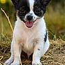 puppy, dog, black_and_white, sitting, outdoor, grass, tongue_out, happy, animal, pet, close_up, nature, blurred_background, cute, small_dog, canine, young_dog, portrait, friendly, looking_at_camera