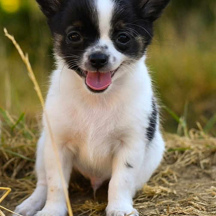 Bounty a rejoint le concours — aidez-le/la à gagner de superbes lots ! puppy, dog, black_and_white, sitting, outdoor, grass, tongue_out, happy, animal, pet, close_up, nature, blurred_background, cute, small_dog, canine, young_dog, portrait, friendly, looking_at_camera