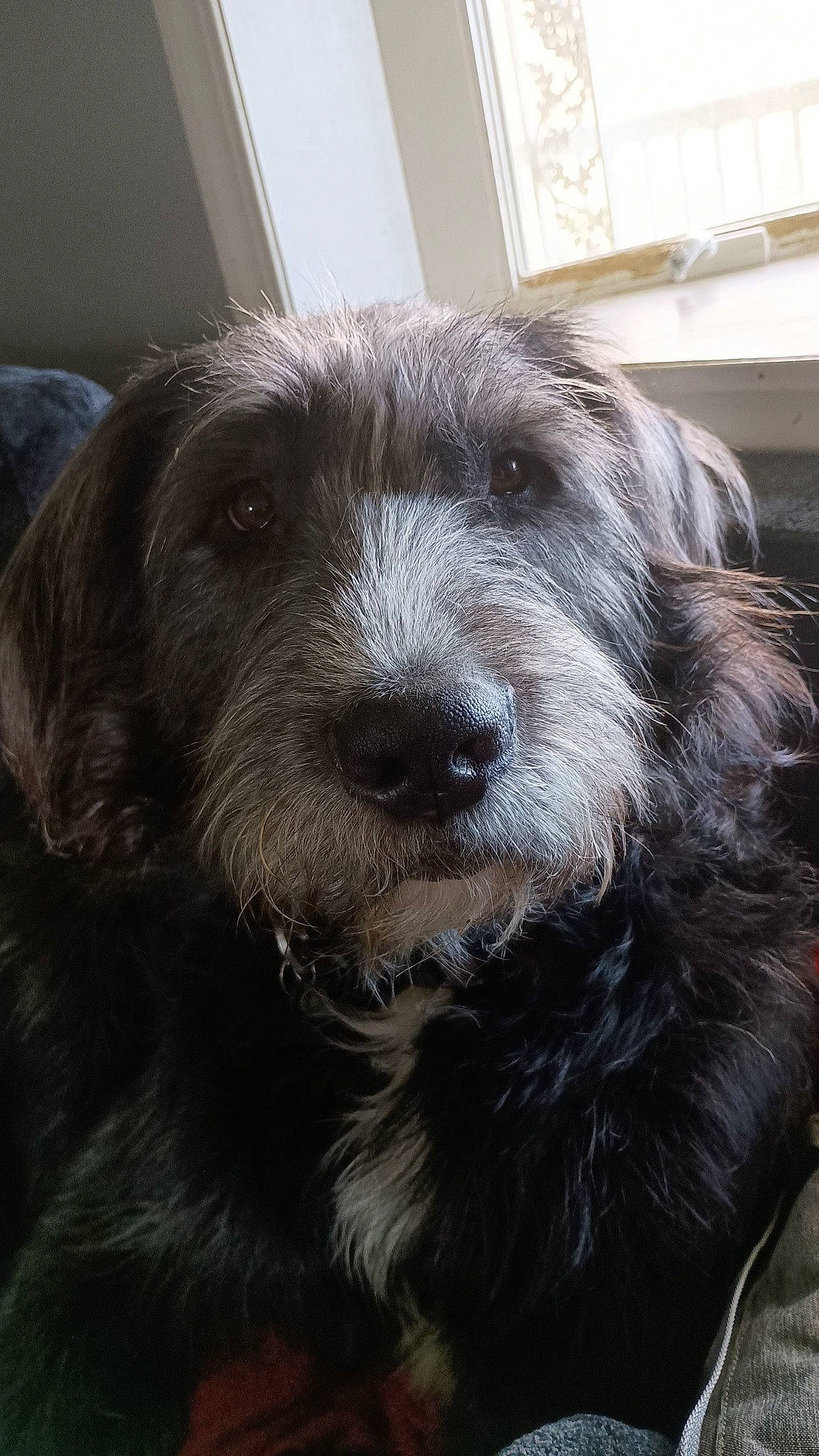 Finn is registered to the contest to win money with this photo: canidae, carnivore, companion_dog, dog, dog_breed, fur, small_terrier, snout, sporting_group, terrestrial_animal, terrier, window, working_animal