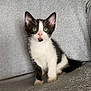Abyss a rejoint le concours — aidez-le/la à gagner de superbes lots ! kitten, cat, black_and_white, pet, animal, sitting, indoor, feline, young, cute, fur, whiskers, ears, eyes, nose, paws, blanket, soft, cozy, domestic