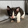 Abyss a rejoint le concours — aidez-le/la à gagner de superbes lots ! kitten, cat, black_and_white, blue_eyes, curious, small, feline, pet, fur, whiskers, ears, paws, indoor, soft_texture, cautious, animal, cute, young, closeup, exploring