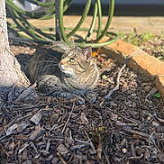 Arya joined the competition — help win amazing prizes! abyssinian, animal, cat, fungus, grass, jar, kitten, manx, outdoors, pet, plant, planter, pottedplant, pottery, slate, soil, tree, vase, vegetation, wood