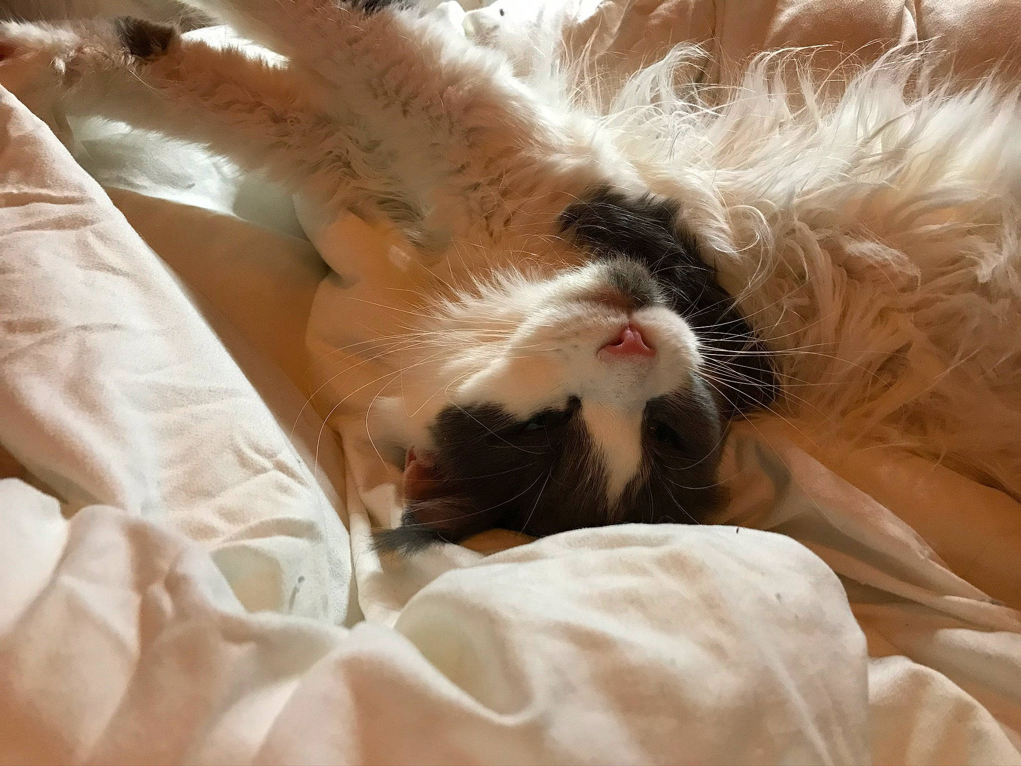 Niagara a rejoint le concours — aidez-le/la à gagner de superbes lots ! bed, bedding, carnivore, cat, claw, comfort, domestic_short_haired_cat, fawn, felidae, fur, linens, nap, paw, sleep, small_to_medium_sized_cats, snout, tail, textile, whiskers