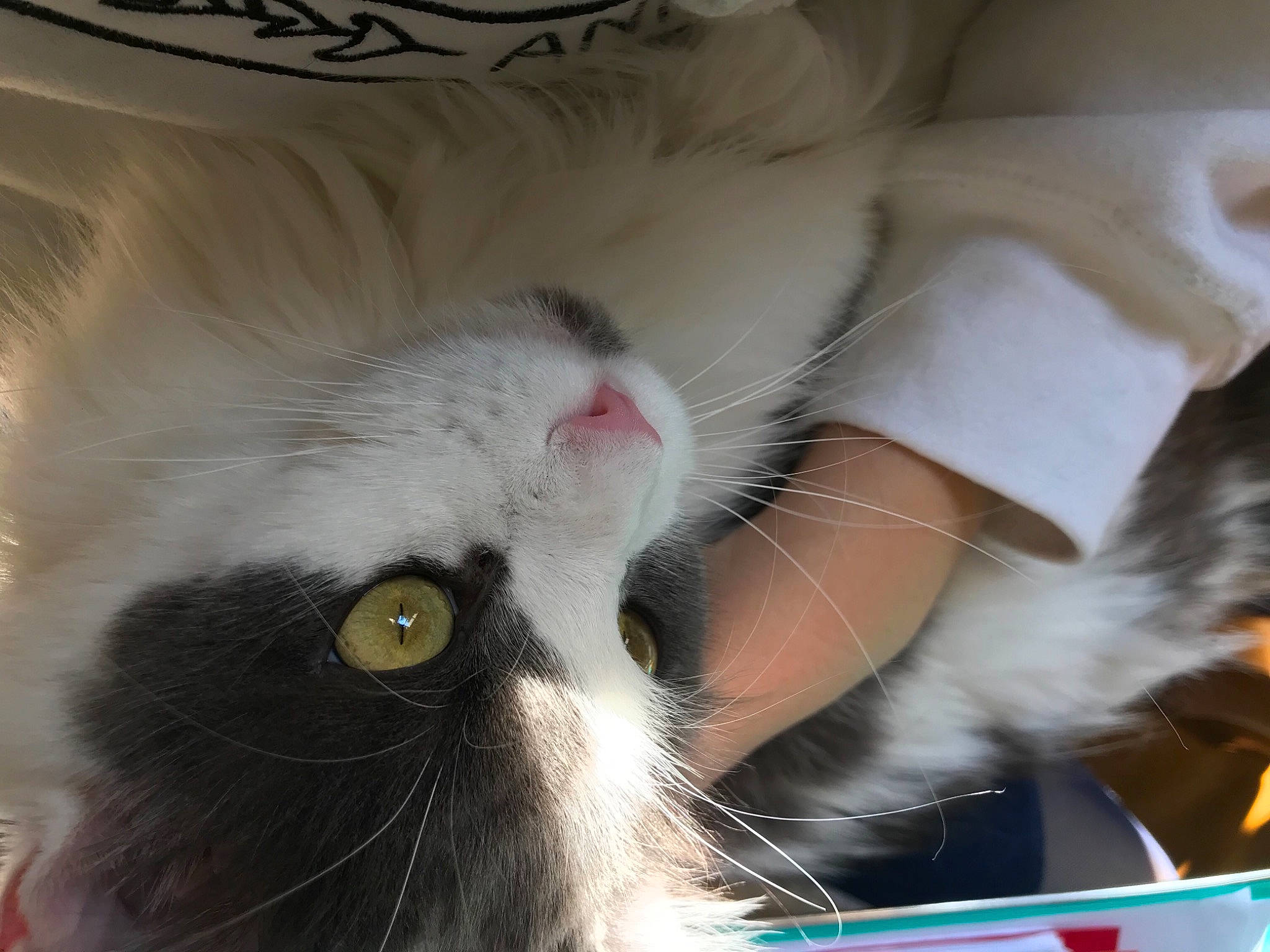 Niagara participe au concours pour gagner de l'argent avec cette photo : bed, carnivore, cat, claw, comfort, domestic_short_haired_cat, ear, felidae, fur, nap, paw, photo_caption, plant, small_to_medium_sized_cats, snout, tail, whiskers