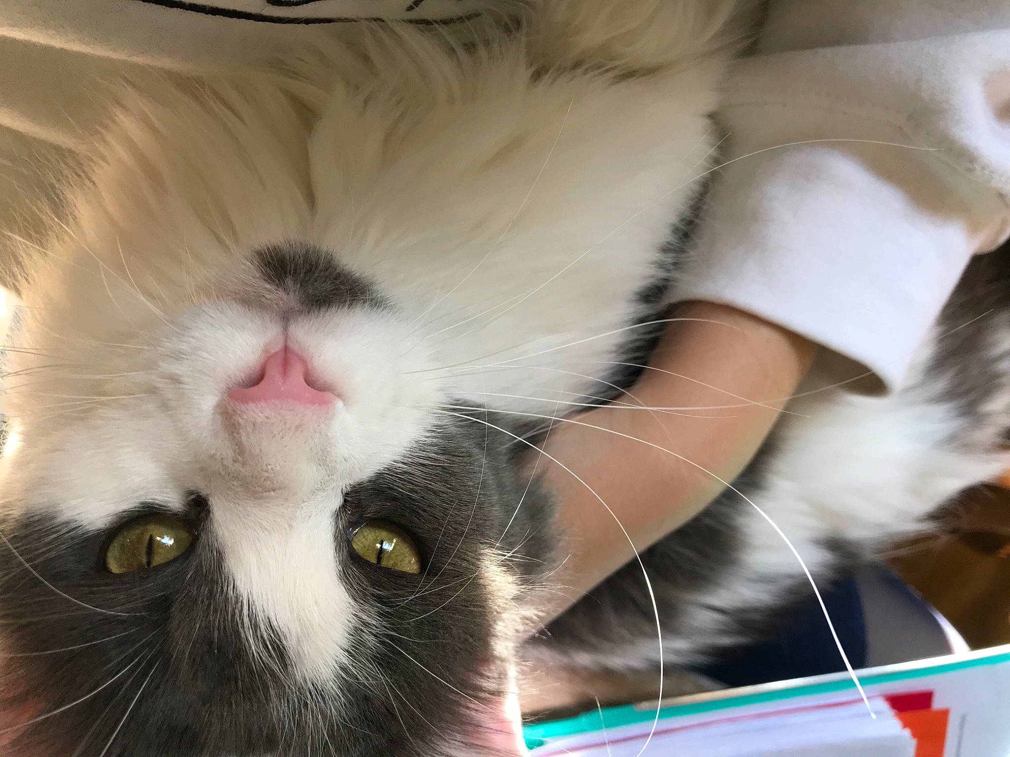 Niagara a rejoint le concours — aidez-le/la à gagner de superbes lots ! carnivore, cat, claw, comfort, domestic_short_haired_cat, felidae, foot, fur, mammal, moustache, nose, paw, photograph, photography, small_to_medium_sized_cats, snapshot, snout, tail, whiskers, white