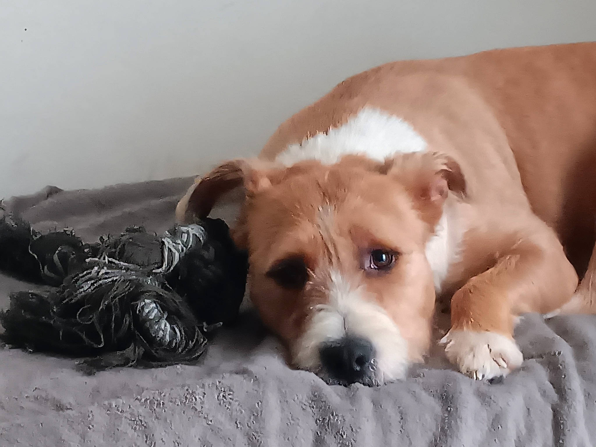 Thor participe au concours pour gagner de l'argent avec cette photo : carnivore, collar, comfort, companion_dog, dog, dog_breed, ear, fawn, fur, liver, non_sporting_group, paw, puppy, puppy_love, snout, sporting_group, terrestrial_animal, whiskers, working_animal