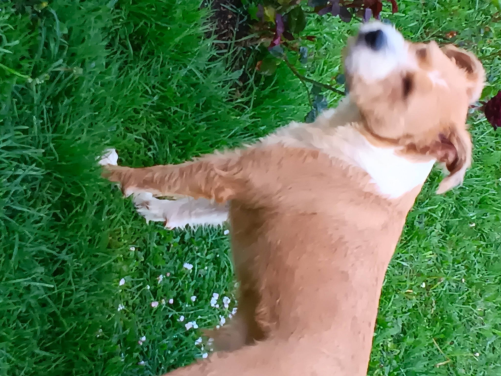 Thor participe au concours pour gagner de l'argent avec cette photo : barechested, barefoot, carnivore, chest, companion_dog, dog, dog_breed, elbow, fawn, fur, grass, grass_family, grassland, happy, human_leg, people_in_nature, plant, tail, tree, trunk