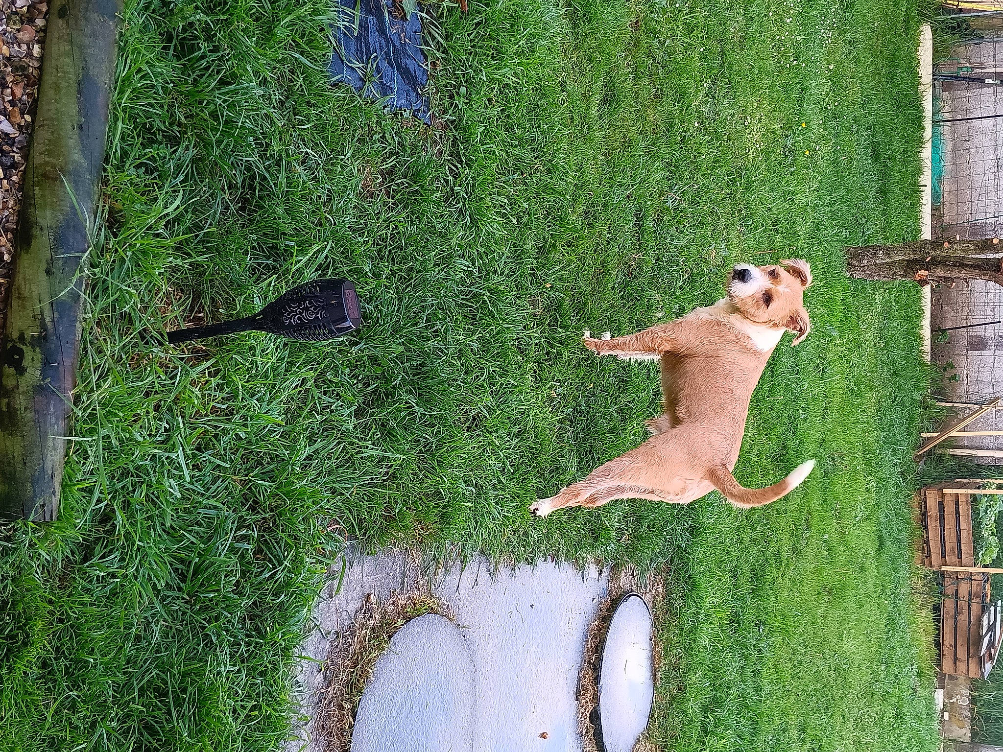 Thor participe au concours pour gagner de l'argent avec cette photo : art, carnivore, dog, fawn, felidae, garden, grass, green, groundcover, landscape, lawn, plant, shadow, shrub, small_to_medium_sized_cats, sunglasses, tail, tree, trunk, wood