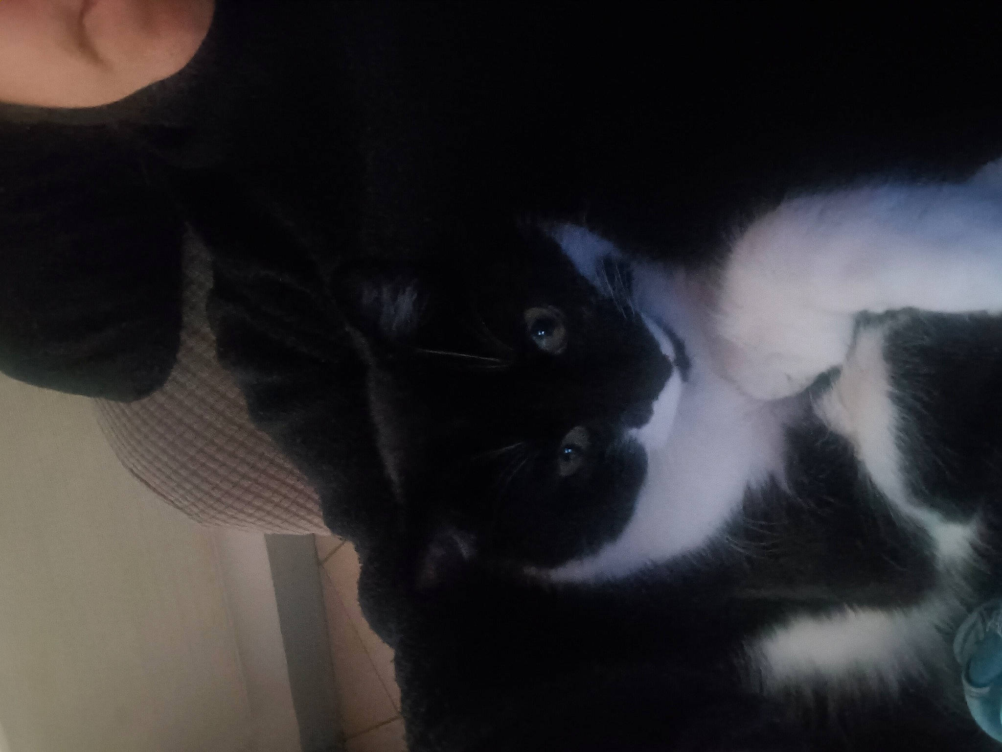 Gisèle a rejoint le concours — aidez-le/la à gagner de superbes lots ! black_cat, carnivore, cat, cloud, comfort, darkness, domestic_short_haired_cat, ear, felidae, formal_wear, fur, gesture, monochrome_photography, paw, small_to_medium_sized_cats, snout, tail, tints_and_shades, whiskers, window