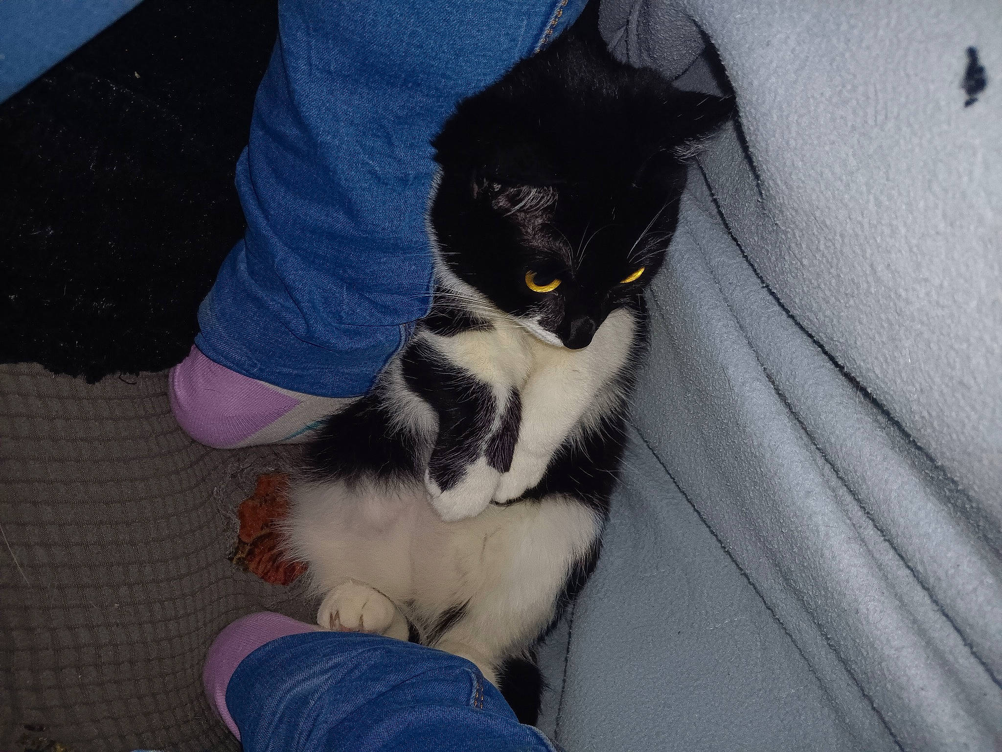 Gisèle a rejoint le concours — aidez-le/la à gagner de superbes lots ! carnivore, cat, comfort, companion_dog, denim, dog_breed, domestic_short_haired_cat, electric_blue, felidae, fur, human_leg, jeans, lap, paw, shoe, sleeve, small_to_medium_sized_cats, tail, thigh, whiskers