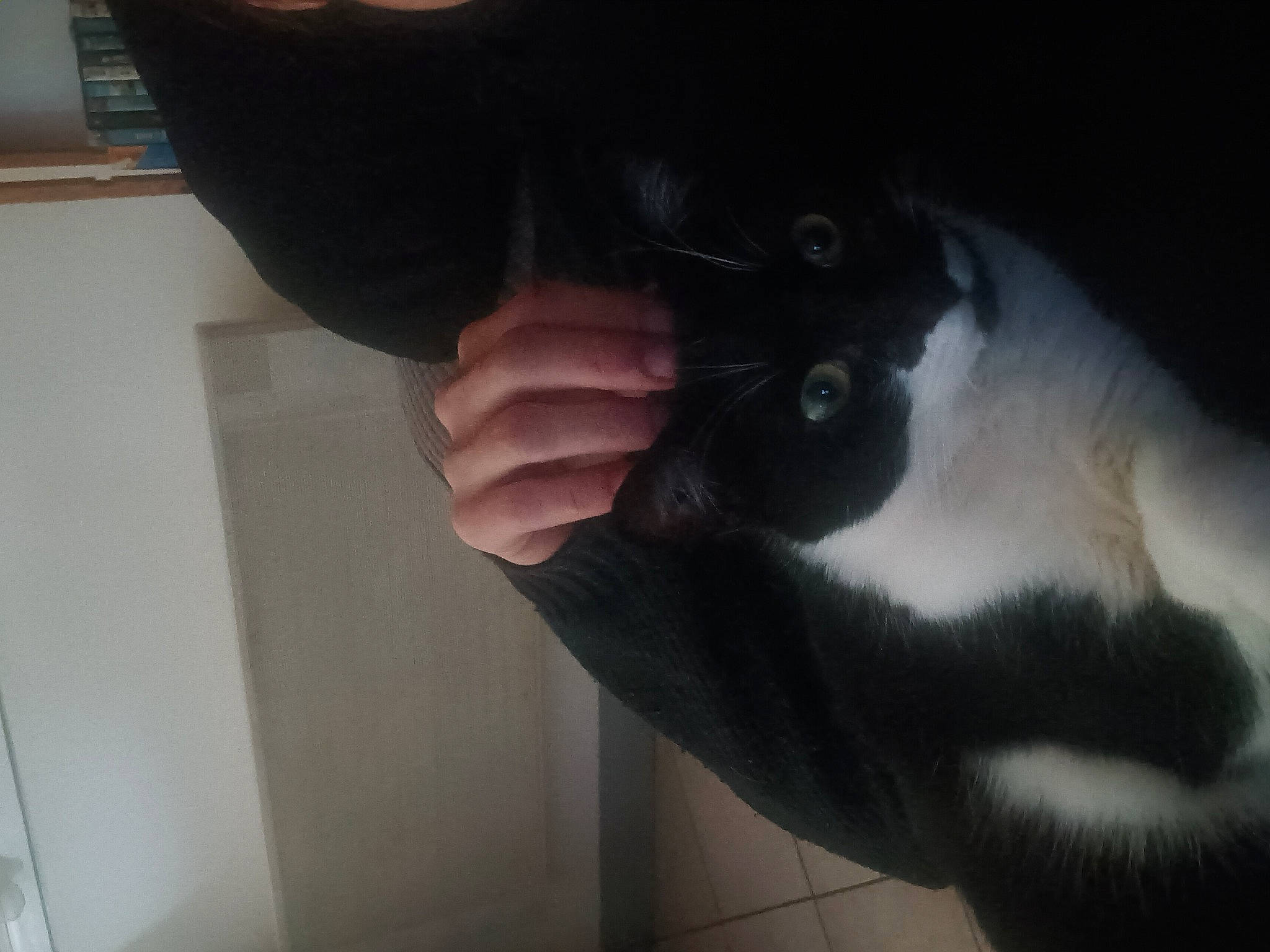 Gisèle participe au concours pour gagner de l'argent avec cette photo : carnivore, cat, comfort, domestic_short_haired_cat, ear, felidae, foot, formal_wear, fur, gesture, hardwood, human_leg, nail, paw, room, small_to_medium_sized_cats, snout, tail, thumb, whiskers