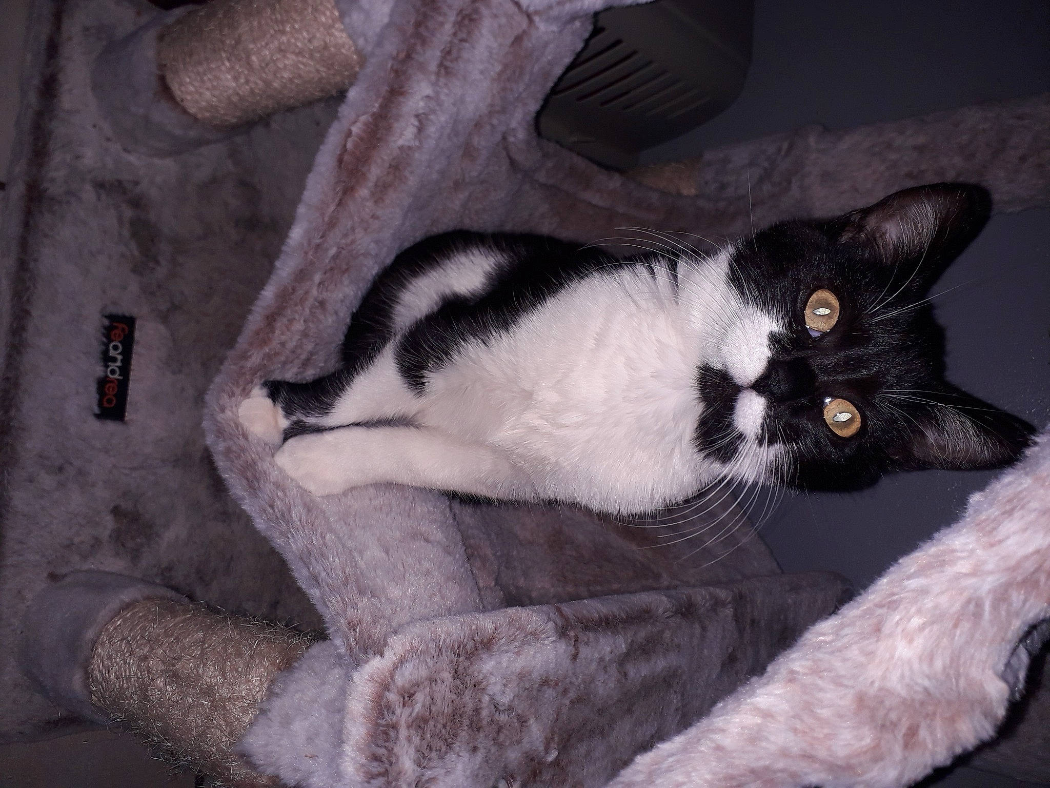 Gisèle participe au concours pour gagner de l'argent avec cette photo : carnivore, cat, cat_bed, cat_supply, claw, comfort, domestic_short_haired_cat, felidae, foot, fur, grey, paw, small_to_medium_sized_cats, snout, tail, terrestrial_animal, whiskers, wood