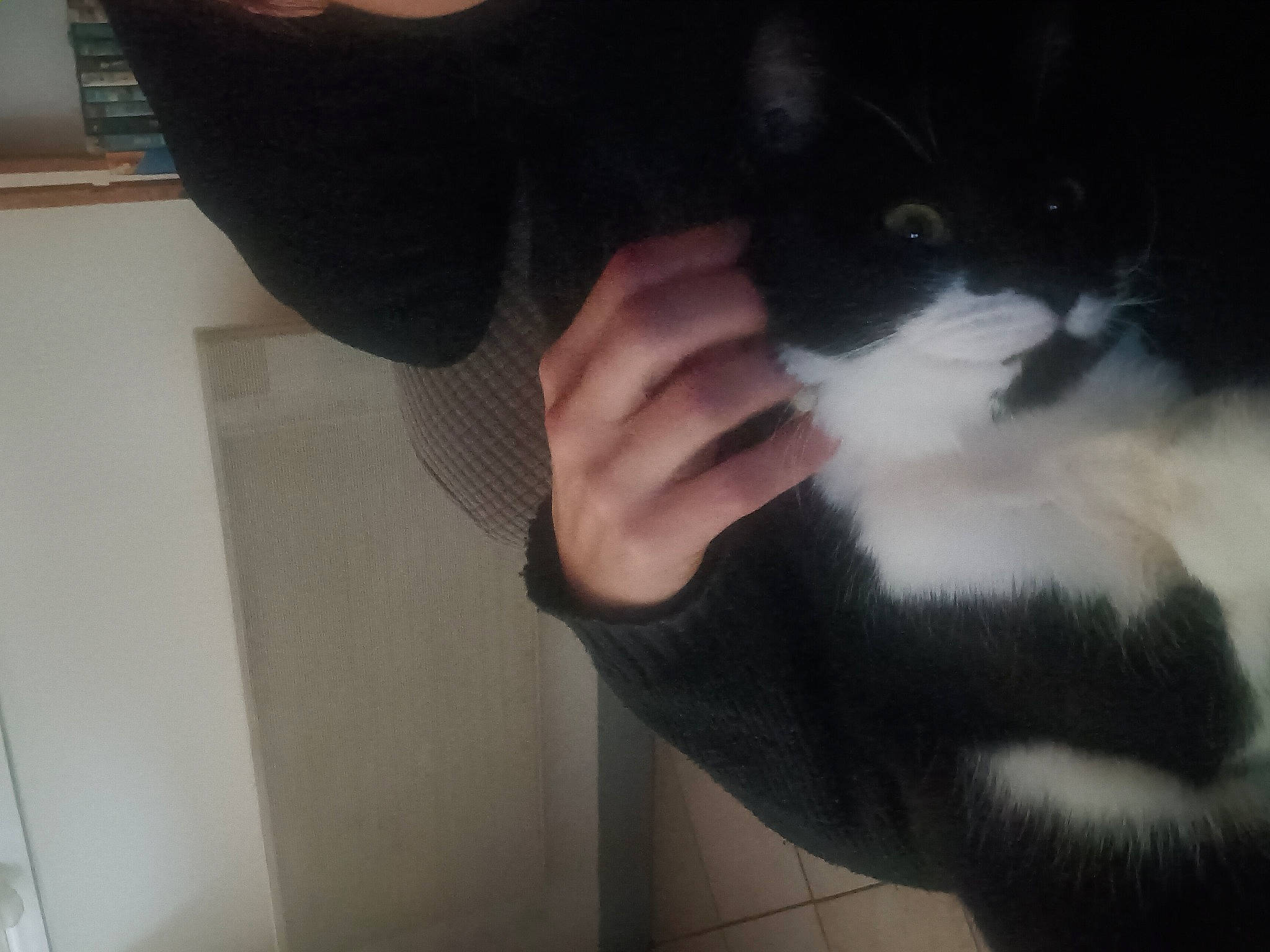 Gisèle a rejoint le concours — aidez-le/la à gagner de superbes lots ! carnivore, cat, comfort, domestic_short_haired_cat, elbow, felidae, finger, fur, gesture, hand, human_leg, leg, nail, neck, sleeve, small_to_medium_sized_cats, tail, thumb, whiskers, wrist