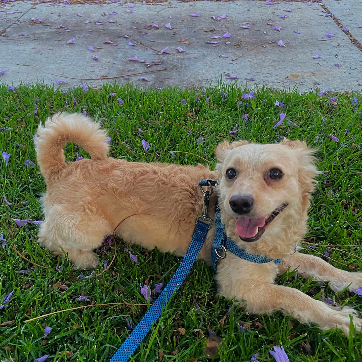 Max is registered to the contest to win money with this photo: animal, canine, curly_tail, daylight, dog, flower_petals, fur, grass, greenery, happy, harness, leash, nature, outdoor, paw, pet, playful, side_view, small_dog, tongue_out