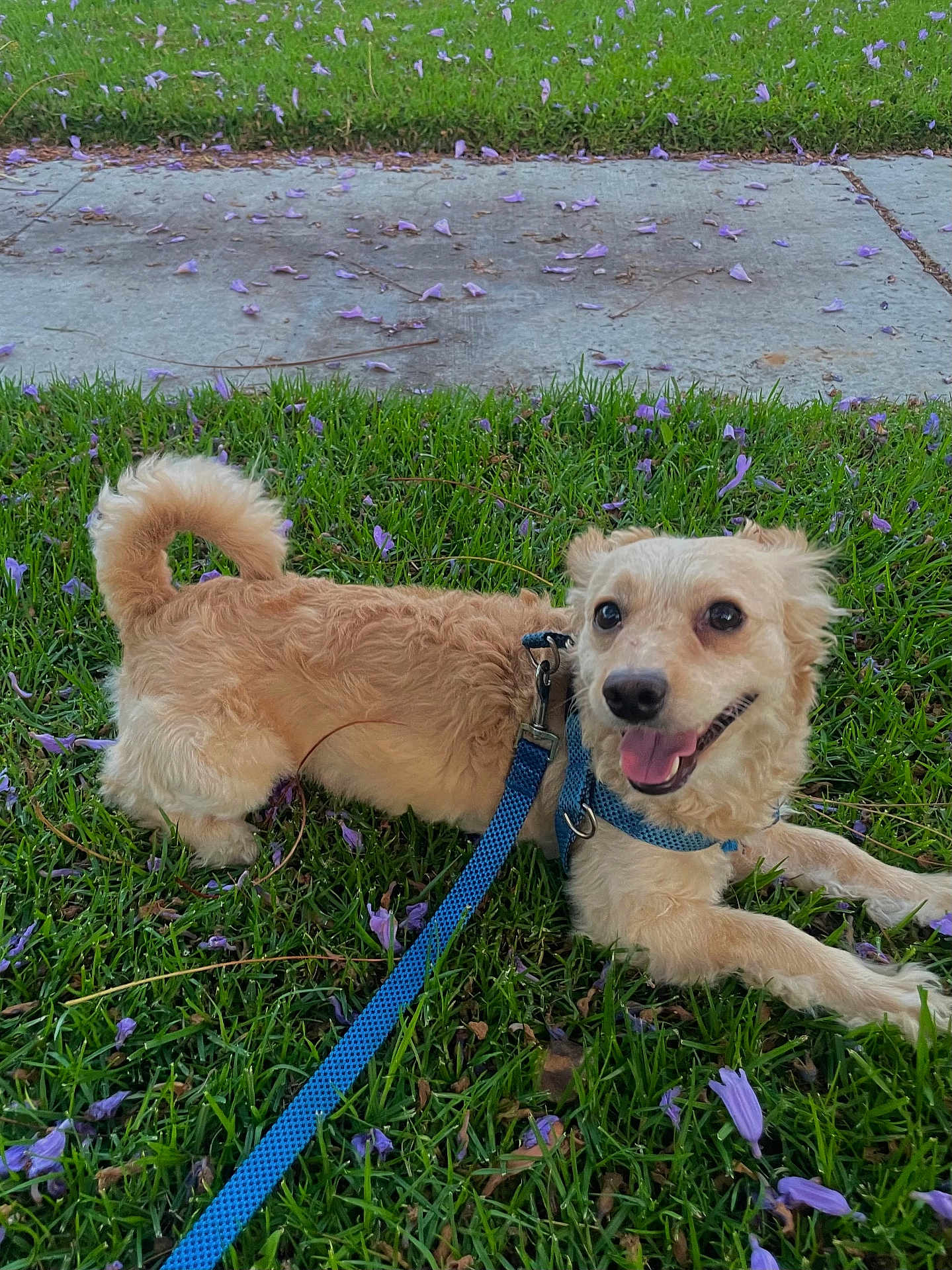 Max is registered to the contest to win money with this photo: dog, grass, flower_petals, leash, harness, outdoor, pet, canine, small_dog, curly_tail, happy, playful, nature, side_view, greenery, daylight, tongue_out, fur, animal, paw