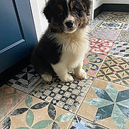 Arlo participe au concours pour gagner de l'argent avec cette photo : adorable, animal, canine, colorful, companion, cute, dog, fluffy, fur, home, house, indoor, looking, patterned_floor, pet, portrait, puppy, sitting, tile_floor, young