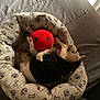 Luna is registered to the contest to win money with this photo: dog, sleeping, plush_toy, dog_bed, black_shirt, cozy, indoor, cute, resting, small_dog, soft_toy, cartoon_pattern, bones, soccer_balls, bedroom, pet, animal, relaxing, cuddling, toy