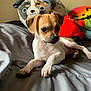 Luna joined the competition — help win amazing prizes! puppy, dog, bed, plush_toys, stuffed_animals, gray_bedspread, indoor, cute, small_dog, relaxed, toy, colorful, animal_face_pillow, canine, pet, young_dog, lying_down, soft_toys, cozy, domestic_pet