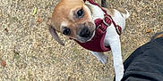 Luna is registered to the contest to win money with this photo: dog, puppy, leash, harness, outdoor, grass, pet, cute, animal, walking, brown, white, small_dog, looking_up, person, leg, playful, adorable, canine, nature