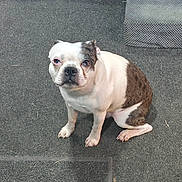 Razor is registered to the contest to win money with this photo: dog, bulldog, pet, animal, sitting, indoor, carpet, couch, cushion, white_fur, brown_patches, short_nose, floppy_ears, dark_eyes, portrait, front_view, companion_animal, home, floor, funny_expression