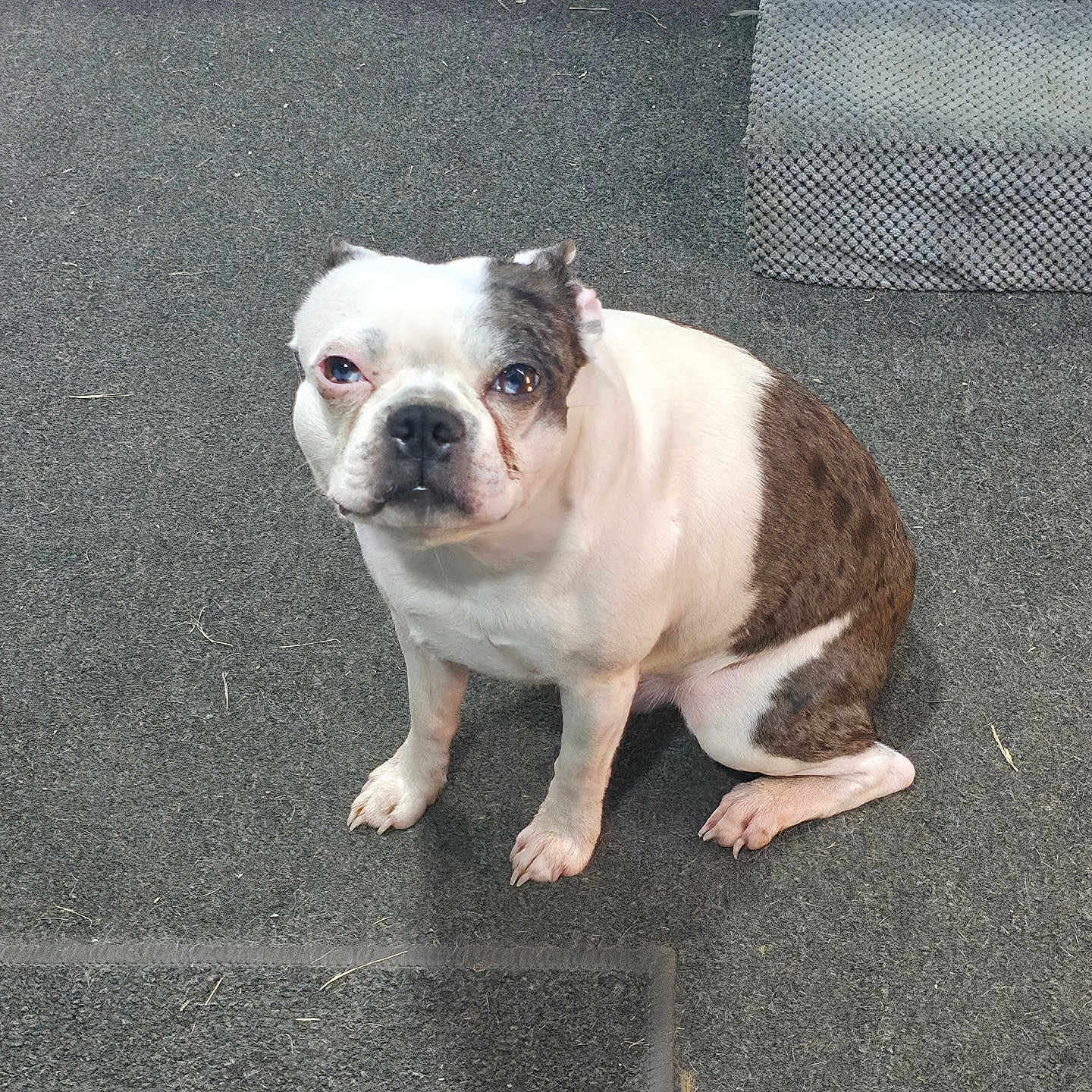 Razor is registered to the contest to win money with this photo: dog, bulldog, pet, animal, sitting, indoor, carpet, couch, cushion, white_fur, brown_patches, short_nose, floppy_ears, dark_eyes, portrait, front_view, companion_animal, home, floor, funny_expression