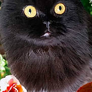 Chewy joined the competition — help win amazing prizes! cat, black_cat, fluffy, yellow_eyes, close_up, flower, flowers, greenery, nature, outdoor, pet, animal, whiskers, curious, portrait, feline, garden, plant, leaf, mystical