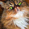 animal, brown, cat, close_up, cute, domestic_cat, expression, face, feline, fluffy, fur, green_eyes, indoor, majestic, nose, pet, portrait, soft, whiskers, white
