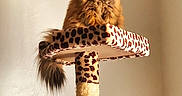 Bella joined the competition — help win amazing prizes! animal, cat, cat_tree, cute, domestic_cat, feline, fluffy, fur, home, indoor, leopard_print, looking_down, orange_cat, perched, persian_cat, pet, pet_accessory, scratching_post, tail, whiskers