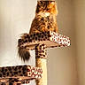 animal, cat, cat_tree, cute, domestic_cat, feline, fluffy, fur, home, indoor, leopard_print, looking_down, orange_cat, perched, persian_cat, pet, pet_accessory, scratching_post, tail, whiskers