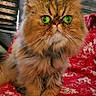 animal, cat, closeup, cozy, cute, cute_pet, domestic_cat, eyes, face, feline, fluffy, fur, green_eyes, indoor, patterned_blanket, pet, portrait, red_blanket, sitting, whiskers