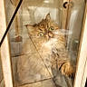 animal, cabinet, cat, curious, cute, domestic, door, fluffy, funny, fur, furniture, glass, indoor, locked, paw, pet, reflection, whiskers, wide_eyes, wooden