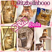 Bella joined the competition — help win amazing prizes! animal, box, cardboard_box, cat, cat_tree, collage, crown_overlay, cute, dressed_up, feline, fluffy_cat, furniture, glass_cabinet, hearts_overlay, indoor, persian_cat, pet, playful, portrait, text_overlay