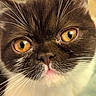 Zeus is registered to the contest to win money with this photo: amber_eyes, animal, brown_fur, cat, close_up, curious, cute, domestic_cat, face, feline, fur, indoor, macro, muzzle, nose, pet, portrait, soft_lighting, whiskers, white_fur