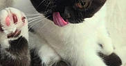 Zeus joined the competition — help win amazing prizes! adorable, animal, black_and_white, cat, close_up, cute, feline, fur, indoor, kitten, mammal, paw, pet, pink_paw_pads, playful, resting, soft, tongue, whiskers, young