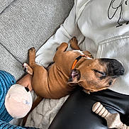 Bolt a rejoint le concours — aidez-le/la à gagner de superbes lots ! puppy, dog, sleeping, lap, person, white_hoodie, couch, plush_toy, blue_toy, bone_toy, relaxation, cozy, brown_dog, orange_collar, indoor, leather_pants, pet, resting, cute, home