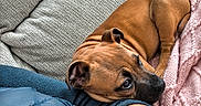 Bolt participe au concours pour gagner de l'argent avec cette photo : dog, puppy, brown_dog, couch, blanket, arm, resting, indoor, pet, companion, cozy, textured_fabric, relaxing, close_up, casual, comfort, animal, snuggle, human, home