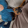 Bolt participe au concours pour gagner de l'argent avec cette photo : puppy, dog, blanket, stuffed_toy, blue, cozy, couch, snuggling, brown, soft, texture, pet, indoor, cute, animal, resting, fur, ears, sleepy, companion