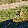 Bolt participe au concours pour gagner de l'argent avec cette photo : puppy, dog, grass, beach, ocean, sand, leash, sunny, outdoor, toy, water_bowl, nature, pet, young_dog, animal, summer, blue_sky, shore, relaxing, playful