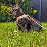 cat, tabby_cat, harness, leash, grass, flower, greenery, outdoor, nature, plant, garden, pet, animal, feline, side_view, close_up, daylight, curious, sitting, domestic_cat
