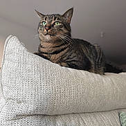 Mochi participe au concours pour gagner de l'argent avec cette photo : cat, tabby_cat, indoor, couch, cushion, pet, feline, fur, green_eyes, resting, domestic_cat, closeup, texture, relaxed, animal, whiskers, portrait, household, soft_lighting, comfortable