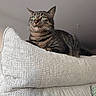 cat, tabby_cat, indoor, couch, cushion, pet, feline, fur, green_eyes, resting, domestic_cat, closeup, texture, relaxed, animal, whiskers, portrait, household, soft_lighting, comfortable