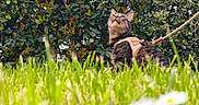 Mochi a rejoint le concours — aidez-le/la à gagner de superbes lots ! animal, bush, cat, closeup, curious, daylight, eyes, feline, flora, garden, grass, greenery, harness, leaves, mammal, nature, outdoor, pet, sitting, tabby_cat
