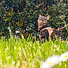 cat, tabby_cat, harness, grass, greenery, leaves, bush, outdoor, nature, pet, animal, curious, sitting, closeup, daylight, garden, flora, mammal, feline, eyes